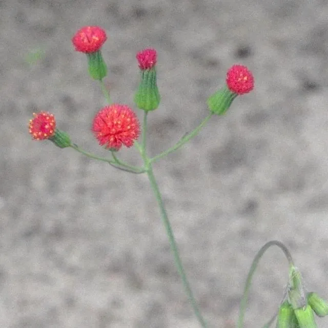 thumbnail for publication: Biology and Management of Tasselflower (Emilia spp.) in Ornamental Crop Production